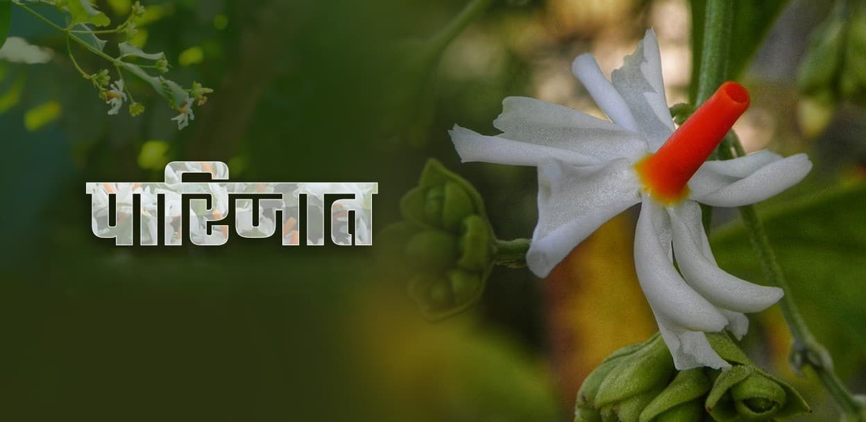 रातभरको जीवन, अनन्त सुगन्ध, क्षणभंगुर सौन्दर्य - पारिजात Featured Image