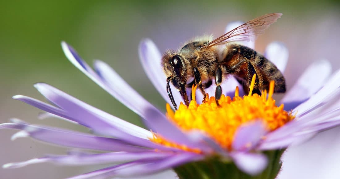 सृष्टिकै अनुपम वरदान: मौरीको परागसेचन – पर्यावरण, स्वास्थ्य र खाद्य सुरक्षाको दार्शनिक सेतु Featured Image