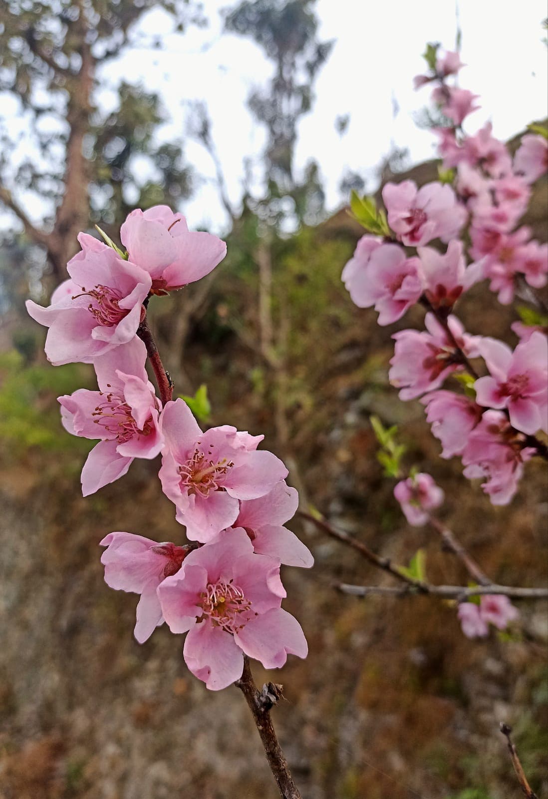 वसन्त ऋतु र नेपालको नयाँ राजनीतिक वसन्त Featured Image