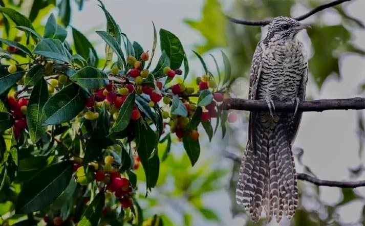 ‘काफल पाक्यो’ आत्माको स्वर Featured Image